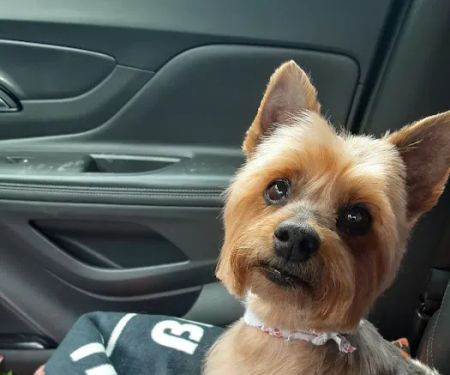 Tillou Veterinary Hospital