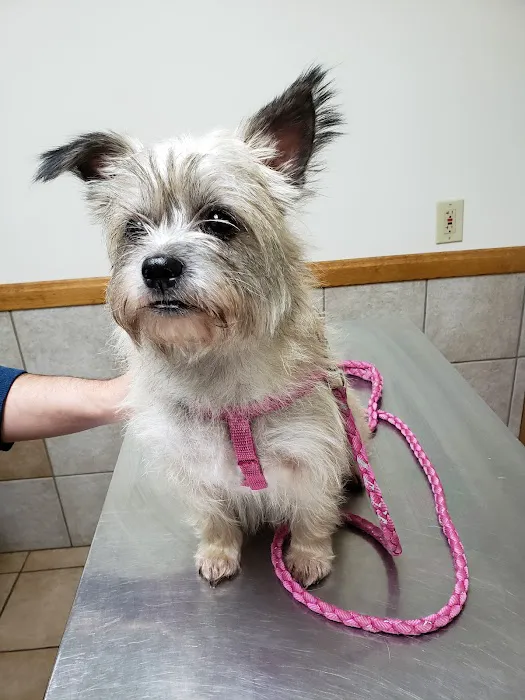Randolph Veterinary Clinic Picture 6