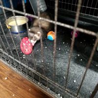 Pet Supplies Plus Upper Arlington ico