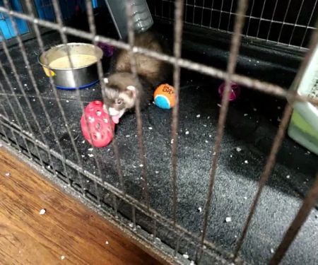 Pet Supplies Plus Upper Arlington