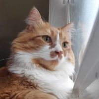Encompass Animal Care and Health ico