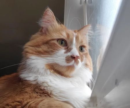 Encompass Animal Care and Health