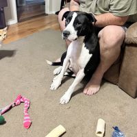 Camp Road Animal Clinic ico