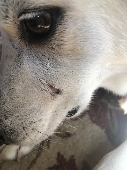 Camp Road Animal Clinic Picture 8