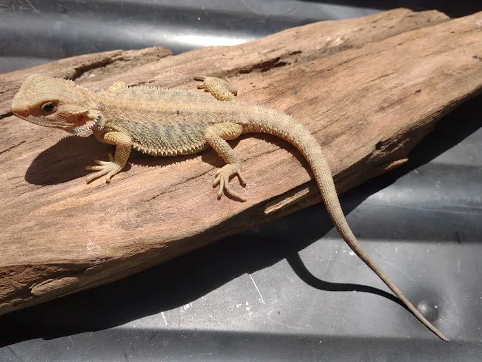 D.K. Reptiles and More Picture 3