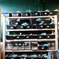 D.K. Reptiles and More ico