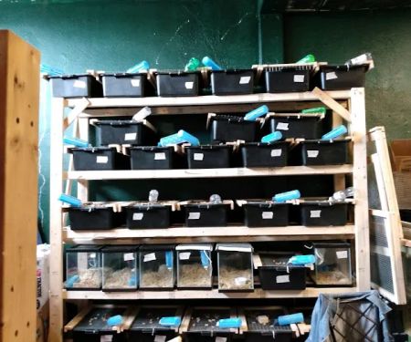 D.K. Reptiles and More