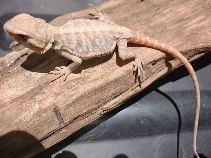 D.K. Reptiles and More Picture 5