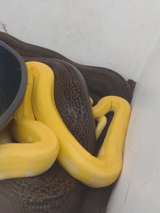D.K. Reptiles and More Picture 7
