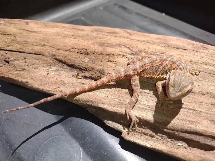 D.K. Reptiles and More Picture 8