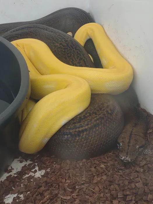 D.K. Reptiles and More Picture 4