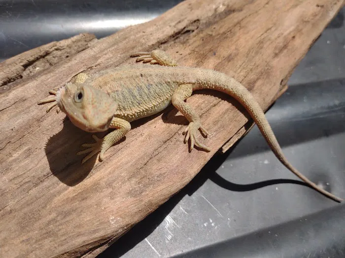 D.K. Reptiles and More Picture 6