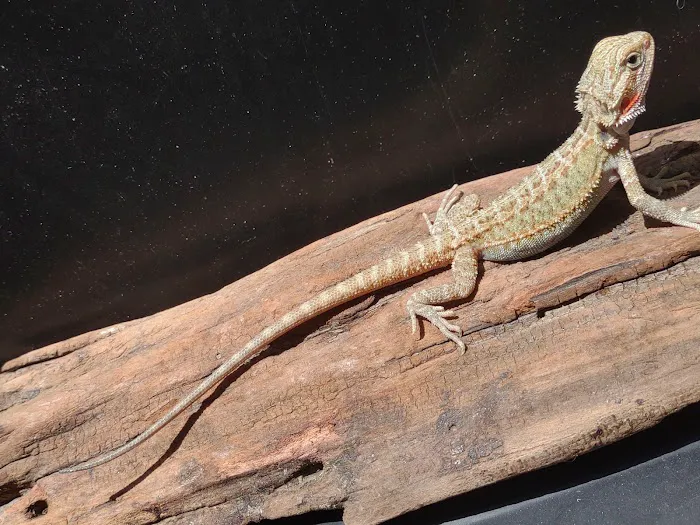 D.K. Reptiles and More Picture 10