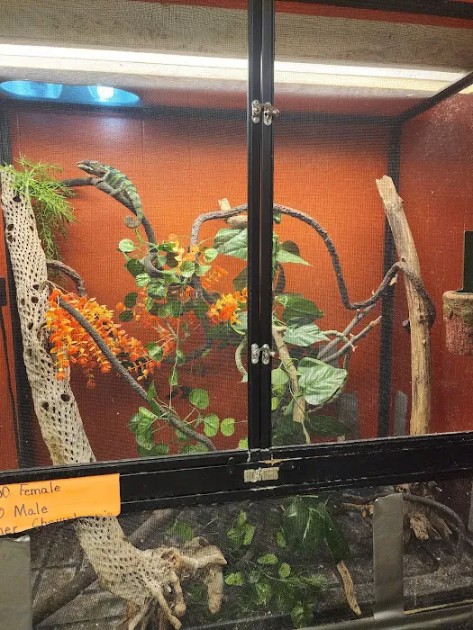 D.K. Reptiles and More Picture 9