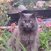 Adoring Pets Vet Health Center ico