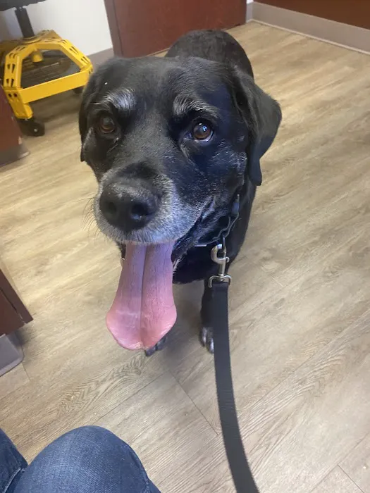 Adoring Pets Vet Health Center Picture 6