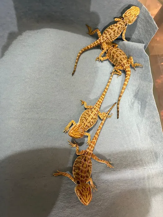 Columbus Reptile Expo Picture 3