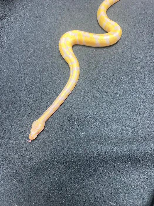 Columbus Reptile Expo Picture 4