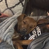 Orchard Park Veterinary Medical Center ico