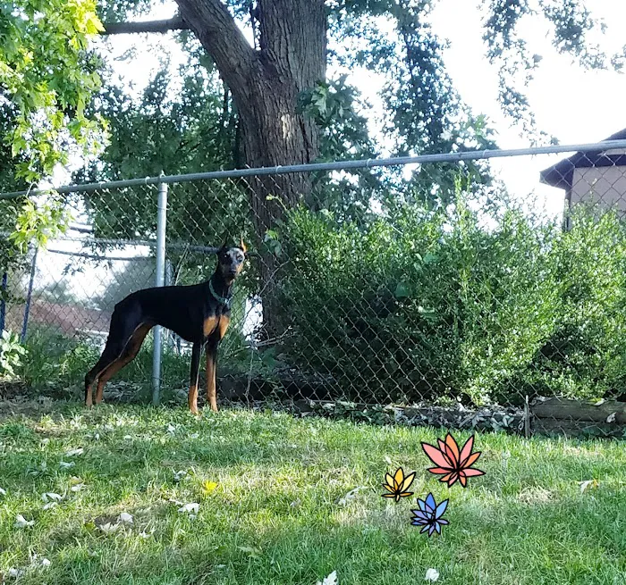 Kittle's Klassic Poodles Picture 6