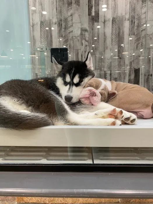 Petland Columbus Upper Arlington Picture 4