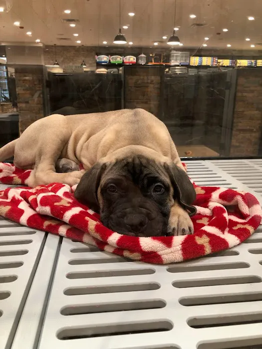 Petland Columbus Upper Arlington Picture 7