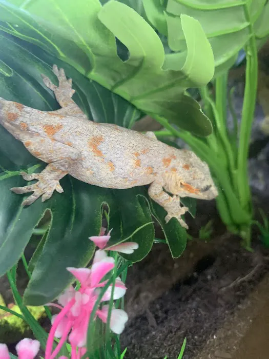 Royal Moon Reptiles Picture 2