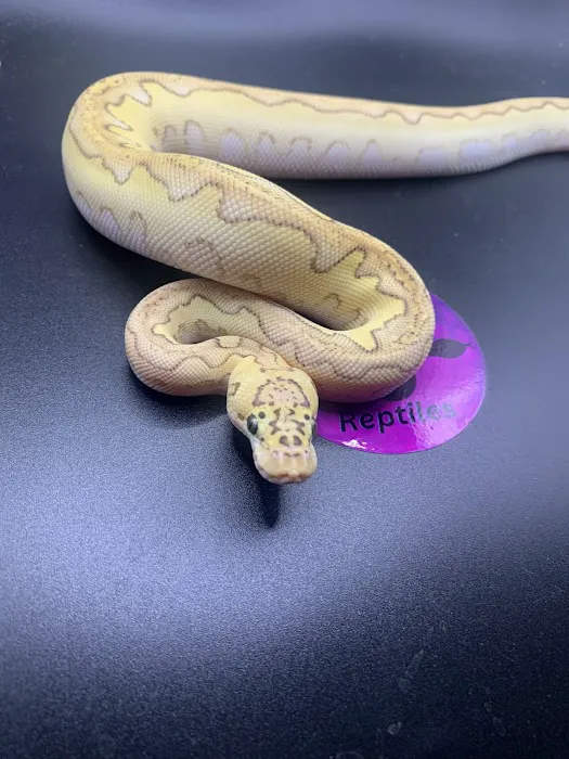 Royal Moon Reptiles Picture 3