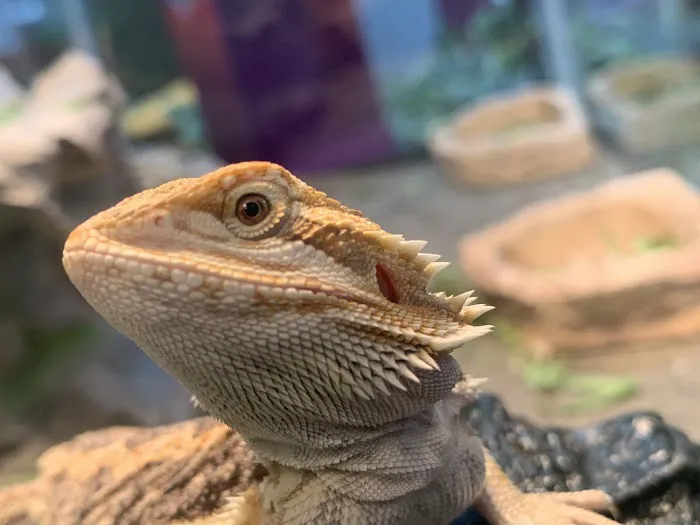 Royal Moon Reptiles Picture 1