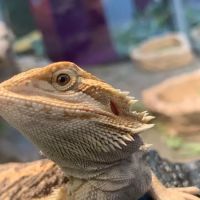 Royal Moon Reptiles ico