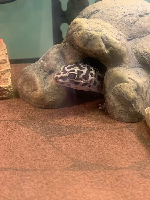 Royal Moon Reptiles Picture 5