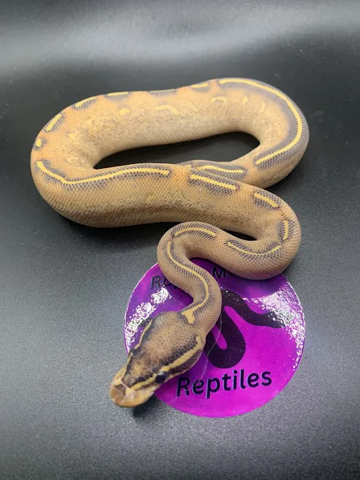 Royal Moon Reptiles Picture 4