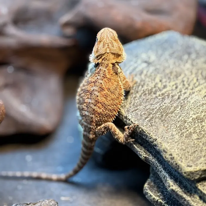 Royal Moon Reptiles Picture 6