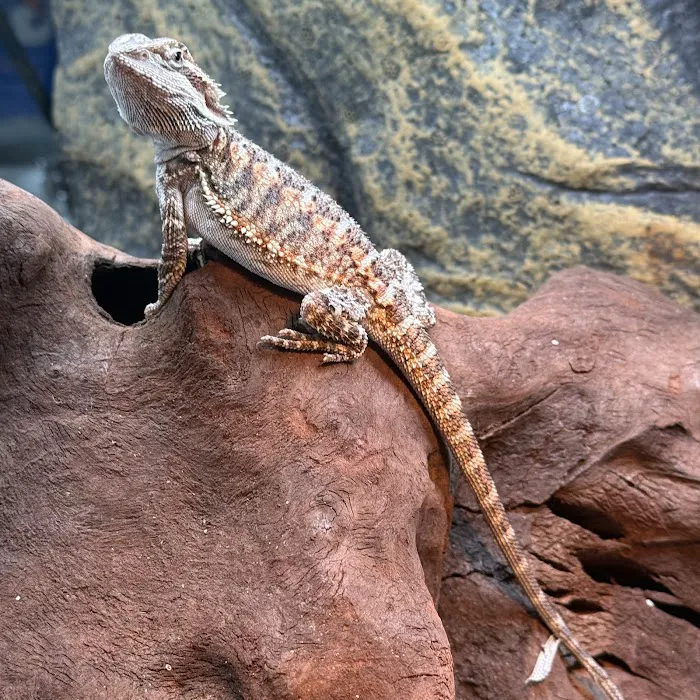 Royal Moon Reptiles Picture 7