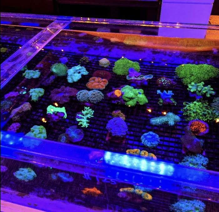 Matt's Corals & Service Picture 2
