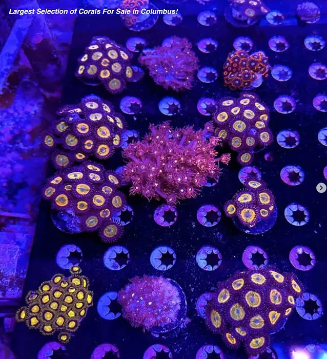 Matt's Corals & Service Picture 4
