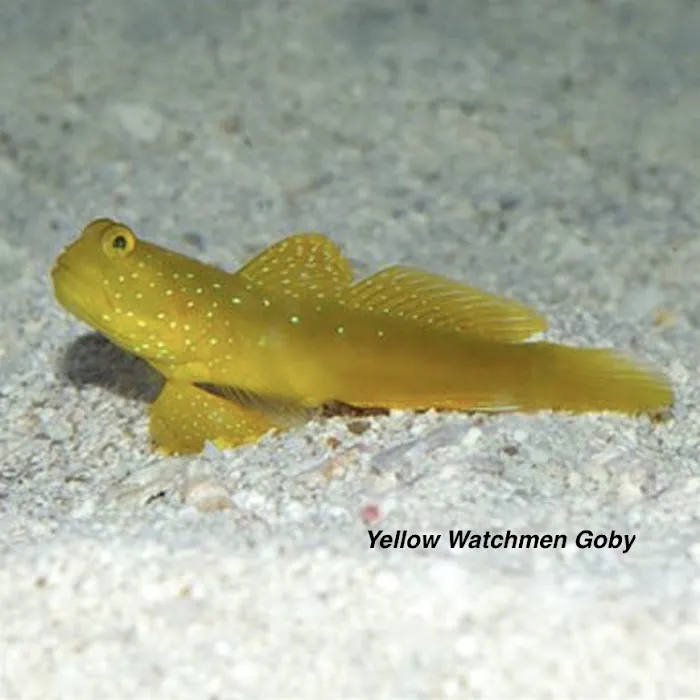 Matt's Corals & Service Picture 8