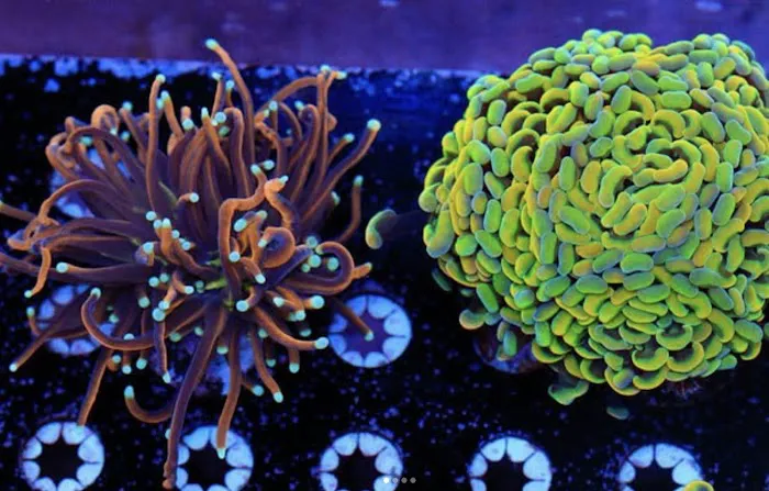 Matt's Corals & Service Picture 7