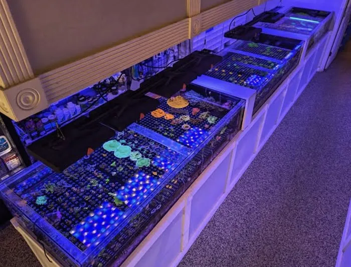 Matt's Corals & Service Picture 6