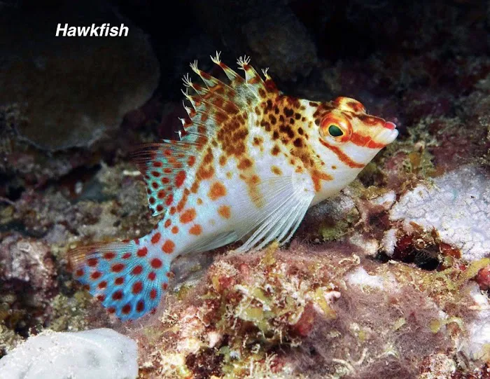 Matt's Corals & Service Picture 5