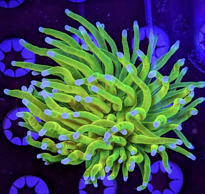 Matt's Corals & Service Picture 10