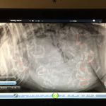 5 Corners Animal Hospital