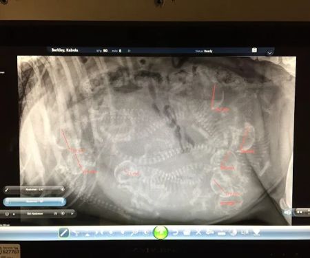 5 Corners Animal Hospital