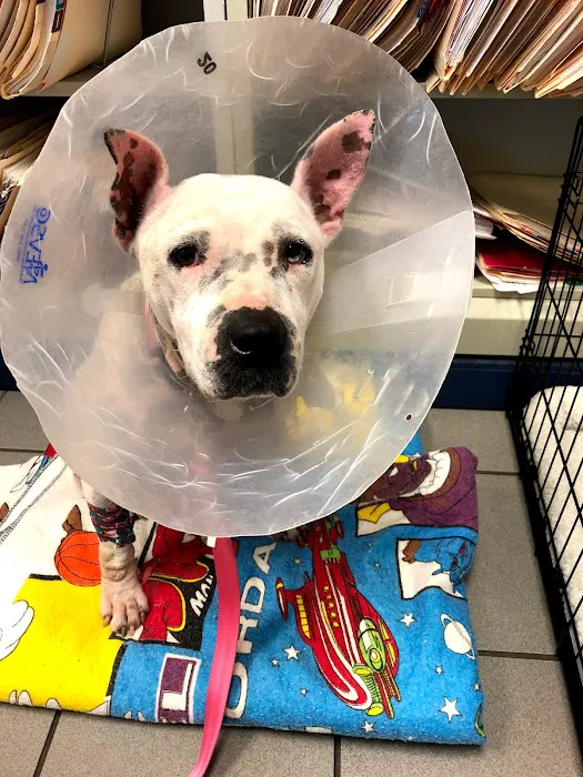 5 Corners Animal Hospital Picture 8