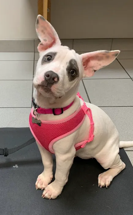 5 Corners Animal Hospital Picture 10
