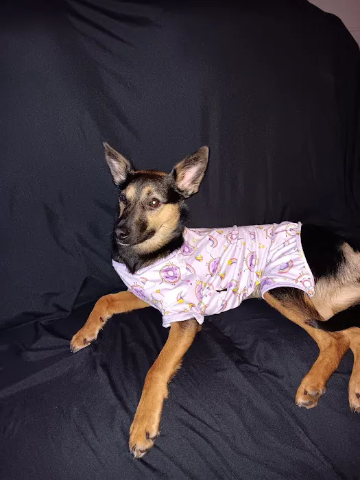 Abbott Road Animal Hospital Picture 4