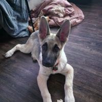 Abbott Road Animal Hospital ico