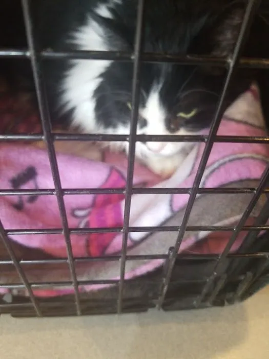 Abbott Road Animal Hospital Picture 10