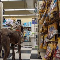 Petco ico