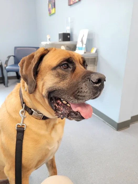 Northgate Animal Hospital Picture 1